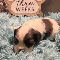 Dasher, a male Cocker Spaniel for sale in Delta Junction, AK – Photo 4 of 8