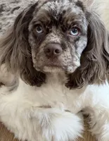 Dasher, a male Cocker Spaniel for sale in Delta Junction, AK – Photo 8 of 8