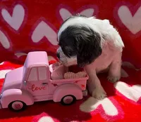 Dasher, a male Cocker Spaniel for sale in Delta Junction, AK – Photo 2 of 8