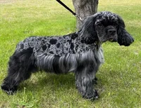 Dasher, a male Cocker Spaniel for sale in Delta Junction, AK – Photo 5 of 8