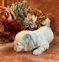Ghost , a male Cocker Spaniel for sale in Delta Junction, AK – 4 of 9