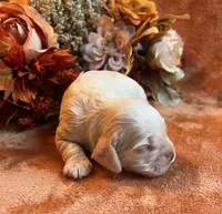 Ghost , a male Cocker Spaniel for sale in Delta Junction, AK – 5 of 9
