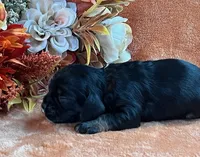 Raven, a male Cocker Spaniel for sale in Delta Junction, AK – 2 of 10