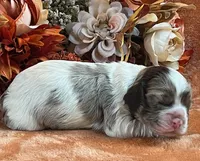 Jack , a male Cocker Spaniel for sale in Delta Junction, AK – 8 of 10