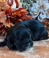 Raven, a male Cocker Spaniel for sale in Delta Junction, AK – 8 of 10