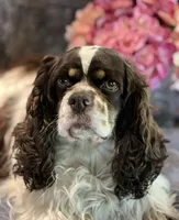 Spooky, a male Cocker Spaniel for sale in Delta Junction, AK – 9 of 10