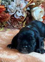 Raven, a male Cocker Spaniel for sale in Delta Junction, AK – 5 of 10