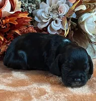 Raven, a male Cocker Spaniel for sale in Delta Junction, AK – 6 of 10