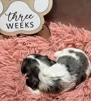 Mistletoe, a female Cocker Spaniel for sale in Delta Junction, AK – Photo 5 of 9