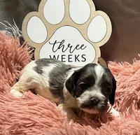 Mistletoe, a female Cocker Spaniel for sale in Delta Junction, AK – Photo 3 of 9