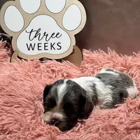 Mistletoe, a female Cocker Spaniel for sale in Delta Junction, AK – Photo 4 of 9