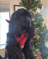Mistletoe, a female Cocker Spaniel for sale in Delta Junction, AK – Photo 8 of 9