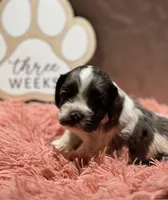 Mistletoe, a female Cocker Spaniel for sale in Delta Junction, AK – Photo 2 of 9