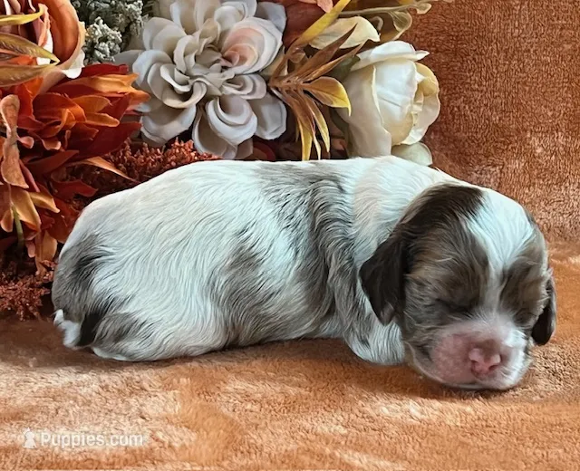 Jack  – Cocker Spaniel puppy on hold in Delta Junction, AK