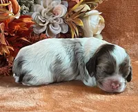 Jack , a male Cocker Spaniel for sale in Delta Junction, AK – 1 of 10