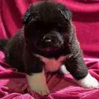 Pumpkin, a female Akita for sale in Delta Junction, AK – Photo 3 of 8