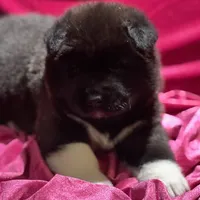 Pumpkin, a female Akita for sale in Delta Junction, AK – Photo 2 of 8