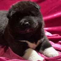 Pumpkin, a female Akita for sale in Delta Junction, AK – Photo 4 of 8