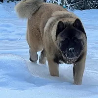 Pumpkin, a female Akita for sale in Delta Junction, AK – Photo 8 of 8
