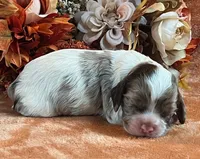 Jack , a male Cocker Spaniel for sale in Delta Junction, AK – 6 of 10