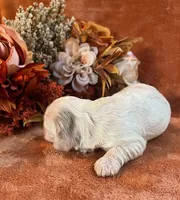 Ghost , a male Cocker Spaniel for sale in Delta Junction, AK – 7 of 9