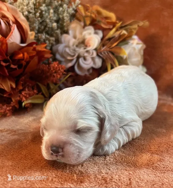 Ghost  – Cocker Spaniel puppy for sale in Delta Junction, AK