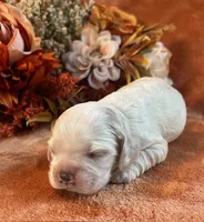 Ghost , a male Cocker Spaniel for sale in Delta Junction, AK – 1 of 9