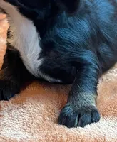 Raven, a male Cocker Spaniel for sale in Delta Junction, AK – 4 of 10