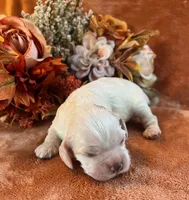 Ghost , a male Cocker Spaniel for sale in Delta Junction, AK – 2 of 9