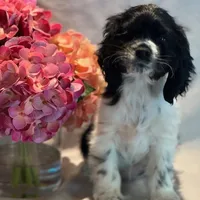 Snoopy, a female Cocker Spaniel for sale in Delta Junction, AK – Photo 4 of 10