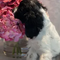Snoopy, a female Cocker Spaniel for sale in Delta Junction, AK – Photo 2 of 10