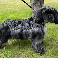 Snoopy, a female Cocker Spaniel for sale in Delta Junction, AK – Photo 7 of 10