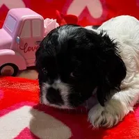 Snoopy, a female Cocker Spaniel for sale in Delta Junction, AK – Photo 5 of 10