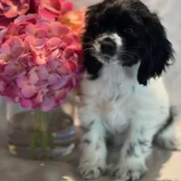 Snoopy, a female Cocker Spaniel for sale in Delta Junction, AK – Photo 1 of 10