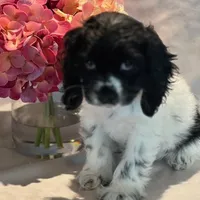 Snoopy, a female Cocker Spaniel for sale in Delta Junction, AK – Photo 3 of 10