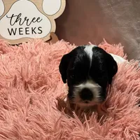 processed/2f5c9737-0363-45fc-8b6d-1f4adaadf9d4/listing/f302cf68-c7c5-4a2c-8e49-5ea49a3230e7/88716bcd-fd91-4b03-bb26-dfbcd79e2f67