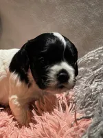 processed/2f5c9737-0363-45fc-8b6d-1f4adaadf9d4/listing/f302cf68-c7c5-4a2c-8e49-5ea49a3230e7/dfff9aa5-6d35-4196-9a87-59aea637fe19