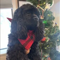 Snoopy, a female Cocker Spaniel for sale in Delta Junction, AK – Photo 9 of 10