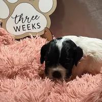 processed/2f5c9737-0363-45fc-8b6d-1f4adaadf9d4/listing/f302cf68-c7c5-4a2c-8e49-5ea49a3230e7/ec17505e-e5ea-4c57-b09a-020fd5201381