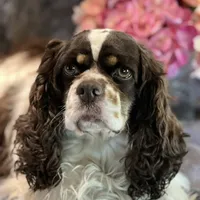 Snoopy, a female Cocker Spaniel for sale in Delta Junction, AK – Photo 8 of 10
