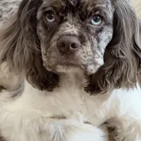 Snoopy, a female Cocker Spaniel for sale in Delta Junction, AK – Photo 10 of 10