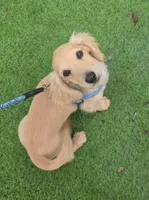 Tucker , a male Miniature Dachshund for sale in Woodburn, IA – 2 of 3