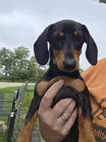 Zara, a female Miniature Dachshund for sale in Woodburn, IA – 2 of 2