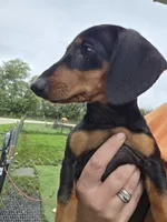 Zara, a female Miniature Dachshund for sale in Woodburn, IA – 1 of 2