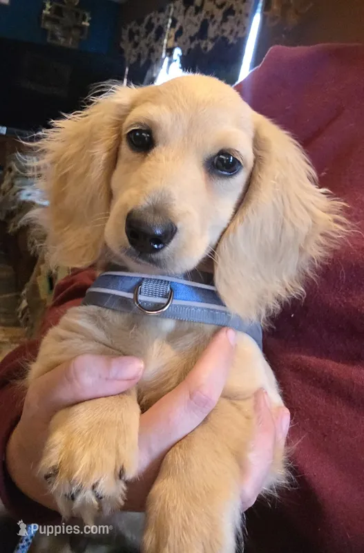 Tucker  – Miniature Dachshund puppy for sale in Woodburn, IA