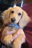 Tucker , a male Miniature Dachshund for sale in Woodburn, IA – 1 of 3