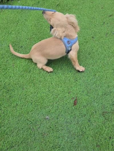 Tucker , a male Miniature Dachshund for sale in Woodburn, IA – 3 of 3