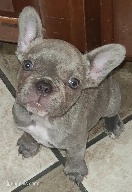 Chocolate  – French Bulldog puppy for sale in Owasso, OK
