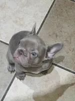 Junie , a female French Bulldog for sale in Owasso, OK – 8 of 8