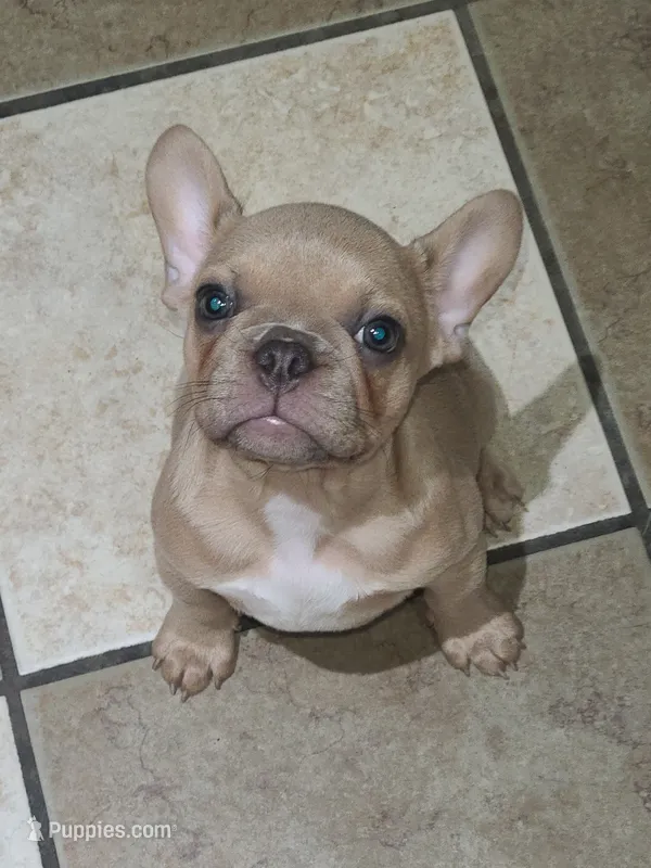 Mud – French Bulldog puppy for sale in Owasso, OK